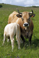 Vache Aubrac et son veau