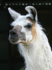 Fototapeta premium Lama