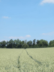 Fototapeta premium Fahrspuren in Getreidefeld
