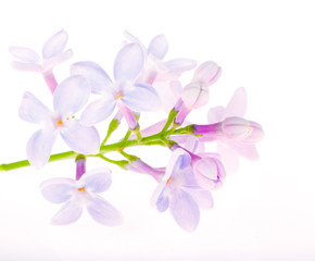 Fototapeta na wymiar light blue lilac flowers on white