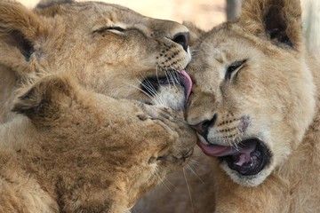Licking Lions