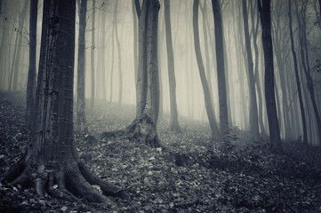 old forest with fog