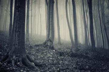 Foto op Plexiglas old forest with fog © andreiuc88