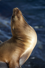 Naklejka premium California Sea Lion _MG_1351