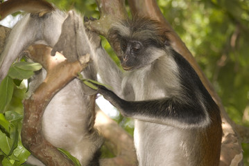 Red colobus, Jozani - Chwaka National Park, Zanzibar, Tanzania