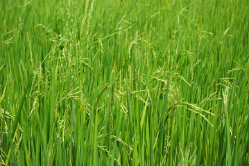 Obraz premium young rice of Thailand