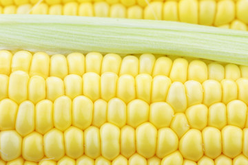 Macro of Corn on the Cob