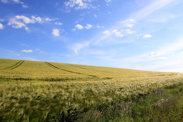 Fototapeta na wymiar cornfield and cloudy blue sky