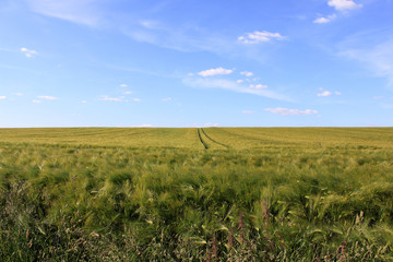 Fototapeta premium cornfield and cloudy blue sky