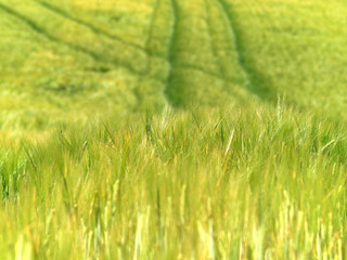 Fahrspuren im Gerstenfeld