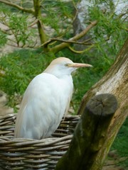 Obraz premium oiseau