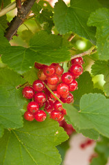 Currant on the bush