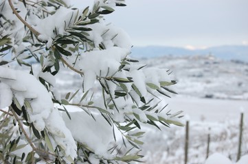Olivo con neve