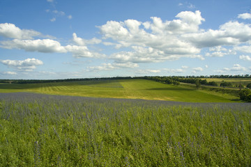 Green field and blue sky