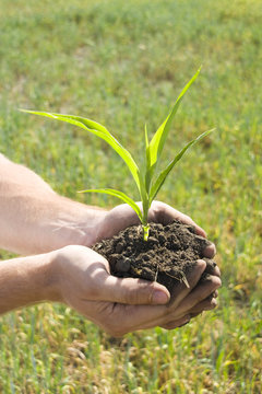 Young plant in palms of hands