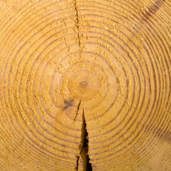 Wooden cut texture