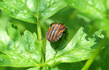 Bedbug on leaf in the morning sunlight