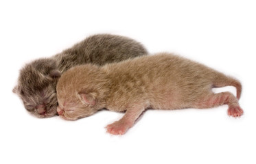 New Born british shorthair Kittens