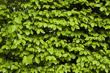 green leaves wall
