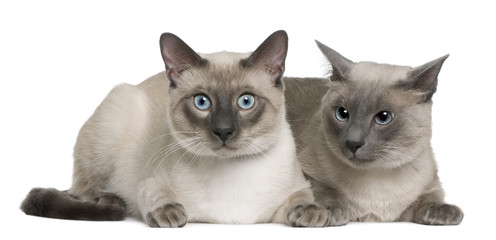 Siamese cat, 3 years old and 8 months old, lying
