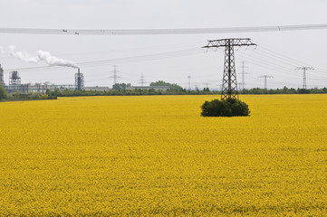 Industrie im Rapsfeld 4