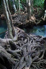Twisted roots of mangrove trees surround river