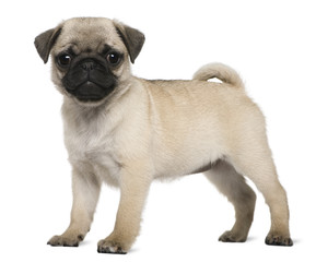 Pug puppy, 3 months old, standing