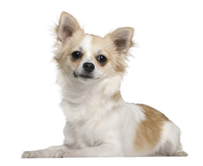 Chihuahua, 7 months old, lying