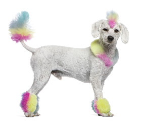Poodle with multi-colored hair and mohawk, 12 months old