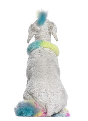 Rear view of Poodle with multi-colored hair, 12 months old