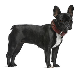 French Bulldog, 12 months old, standing