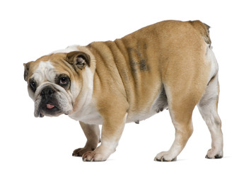 Obraz premium English Bulldog, 3 years old, standing in front of white backgro