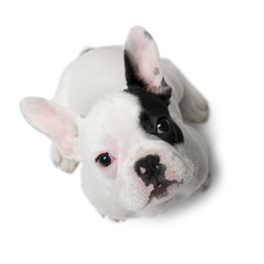 Fototapeta premium French Bulldog puppy, 3 months old, sitting