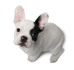 French Bulldog puppy, 3 months old, sitting