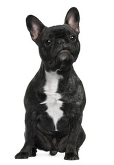 Fototapeta premium French Bulldog, 12 months old, sitting