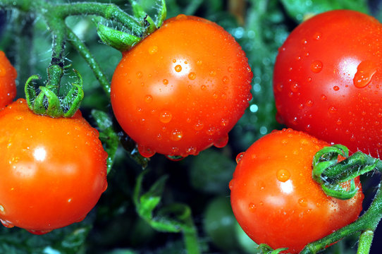 Tomaten