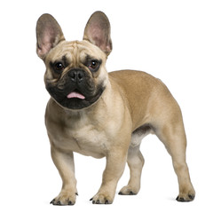 French Bulldog puppy, 7 months old, standing in front of white b