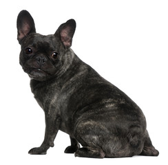 French Bulldog, 4 years old, sitting