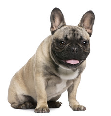 French Bulldog, 8 months old, sitting