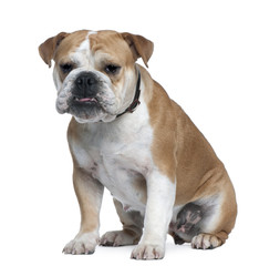 English Bulldog, 18 months old, sitting
