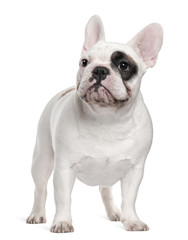 French bulldog, 12 months old, standing