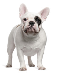French bulldog, 12 months old, standing
