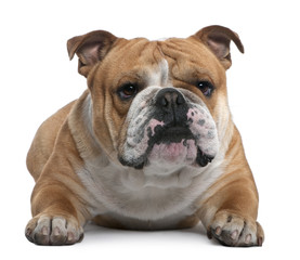 English Bulldog, 18 months old, lying
