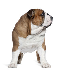 Obraz premium English Bulldog, 2 years old, standing