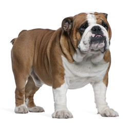 Fototapeta premium English Bulldog, 2 years old, standing