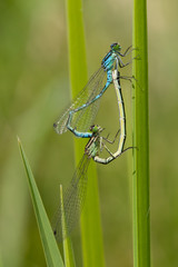 two dragonflies making sex