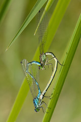 two dragonflies making sex