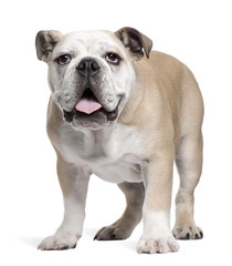 Obraz premium English Bulldog puppy, 6 months old, standing