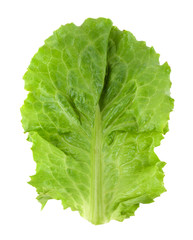 Fresh green lettuce isolated
