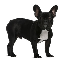 French Bulldog puppy, 7 months old, standing
